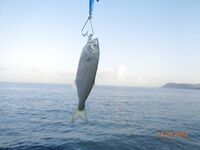 Большой Утриш, штормовые дни: бомбарда с блестящим крючком, ёрш и карась на насадку