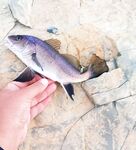 Новомихайловский: съедобка «краб/креветка», микроколебло с Isome и потери на валунах