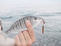 Абхазия, третий заход 2018: пилькеры, раки 2–3 дюйма и повадки горбыля против скорпены