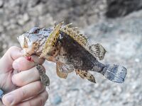 Абхазия, третий заход 2018: пилькеры, раки 2–3 дюйма и повадки горбыля против скорпены