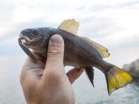 Абхазия, третий заход 2018: пилькеры, раки 2–3 дюйма и повадки горбыля против скорпены