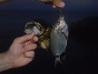 Абхазия, третий заход 2018: пилькеры, раки 2–3 дюйма и повадки горбыля против скорпены