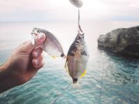 Абхазия, третий заход 2018: пилькеры, раки 2–3 дюйма и повадки горбыля против скорпены