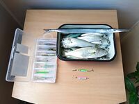 ЮБК, 8–23 сентября: лайт, луфарь и жор саргана, советы по снастям и проводке в камнях