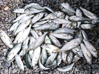 ЮБК, 8–23 сентября: лайт, луфарь и жор саргана, советы по снастям и проводке в камнях