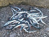 Пляж, купание и спиннинг: немного фото, немного математики и равновесия для души