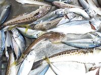 Головинка, первый опыт на море: баркас за ставридой, катер для каталки, контакт в запасе