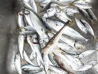 Головинка, первый опыт на море: баркас за ставридой, катер для каталки, контакт в запасе