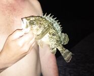 Крым, сентябрьские сумерки и уха из скорпен: драконы на пилькер и вкус «шейки рака»