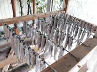 Запасы ставриды на исходе: в выходные пополню «серебряный фонд»