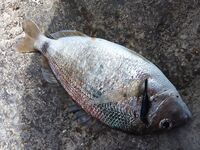 Выход на набережную: вся рыба на поводковых оснастках