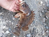 После пресной воды — восторг: у скорпен «непаханное поле» для экспериментов