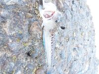 «Рыбное ассорти» за день: разные виды в одном темпе