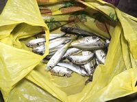 Лоо: мелко и без волнорезов; ставридка вечером стабильно, «Лесная» выглядит перспективно