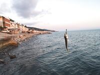 Лоо: мелко и без волнорезов; ставридка вечером стабильно, «Лесная» выглядит перспективно