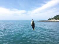 Лоо: мелко и без волнорезов; ставридка вечером стабильно, «Лесная» выглядит перспективно