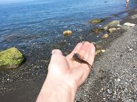 Лоо: мелко и без волнорезов; ставридка вечером стабильно, «Лесная» выглядит перспективно