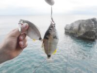 Стрейч-резина Daiwa Gekkabijin и «короткий хвост»: меньше отгрызов