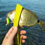 Днём больше купался, но улов всё же есть: короткая пауза от жары