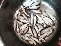 Большой Утриш, 6–16 июня: первая морская рыбалка и благодарность за советы