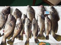 Большой Утриш, 13.11.2014: хамса на джиг-головке за 40 минут на закате