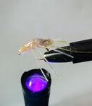 Самодельные «креветки» под отводной: проверю на море через неделю