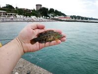 Сочи, Мамайка и Адлер: чуларка на хлеб и ставридка на зелёные мушки