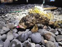 Конкуренты на точке: когда рядом сильные, приходится искать ритм проводки и паузы