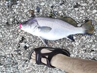 Конкуренты на точке: когда рядом сильные, приходится искать ритм проводки и паузы