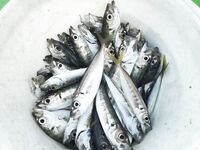 Конкуренты на точке: когда рядом сильные, приходится искать ритм проводки и паузы