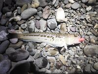 Конкуренты на точке: когда рядом сильные, приходится искать ритм проводки и паузы