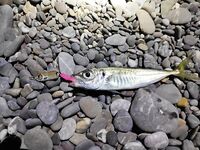 Конкуренты на точке: когда рядом сильные, приходится искать ритм проводки и паузы