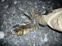 От Феодосии до Кореиза: три пути, но важнее повороты, уклоны и комфорт за рулём