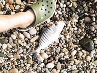 Абхазия, Новый Афон: горбыль 910 г, атлантический мармир и вечер из карасей и ставридок