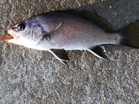 Идентификация улова на микроджиг в Геленджике: две рыбы с пирса и один вопрос