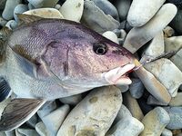 Геленджик, Тонкий мыс: чёрный горбыль на 7 г пилькер и уважение к породе спиннингистами