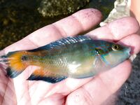 Ночные скорпены и зелёнуха в Турции и на Чёрном море: разные уколы и разные реакции