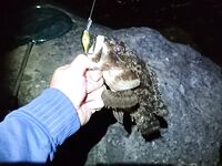 Совет по Адлеру: раки на огруженных офсетах 2–5 г, воблер реже, ставрида — блесна с червём