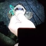 Совет по Адлеру: раки на огруженных офсетах 2–5 г, воблер реже, ставрида — блесна с червём