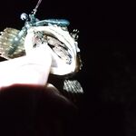 Совет по Адлеру: раки на огруженных офсетах 2–5 г, воблер реже, ставрида — блесна с червём