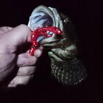 Совет по Адлеру: раки на огруженных офсетах 2–5 г, воблер реже, ставрида — блесна с червём