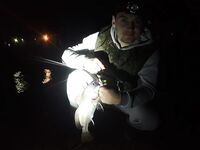 У товарища на отводном повеселее: ершей не фотографировали