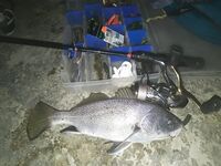 Слабый клёв вечером, но на первых забросах повезло на отводной