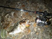 Горбыля не поймали, ерш почти молчал, но ключ подобрал на проводке