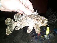 Горбыля не поймали, ерш почти молчал, но ключ подобрал на проводке