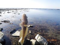 Большой Утриш в ноябре: бомбарда с опарышем и «нереисом», сарган единичный