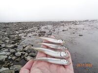 Большой Утриш в ноябре: бомбарда с опарышем и «нереисом», сарган единичный