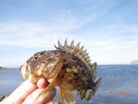 Большой Утриш в ноябре: бомбарда с опарышем и «нереисом», сарган единичный