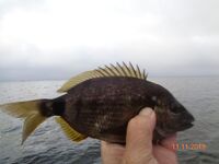 Большой Утриш в ноябре: бомбарда с опарышем и «нереисом», сарган единичный