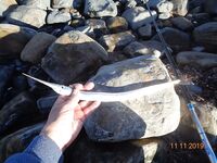 Большой Утриш в ноябре: бомбарда с опарышем и «нереисом», сарган единичный